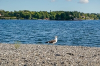 image33